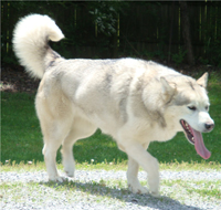 Hudsons Malamutes - Naala