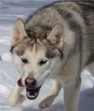 Hudsons Malamutes - Naala 