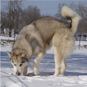 Hudsons Malamutes - Naala 