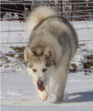 Hudsons Malamutes - Naala 