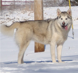 Hudsons Malamutes - Naala 