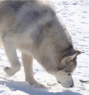 Hudsons Malamutes - Naala 