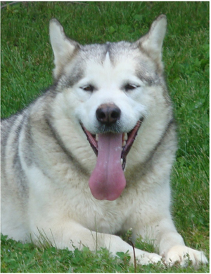 Hudsons Malamutes - Naala 