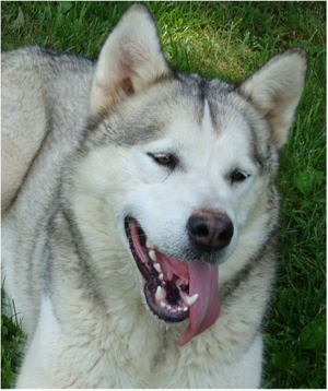 Hudsons Malamutes - Naala 