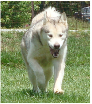 Hudsons Malamutes - Naala 