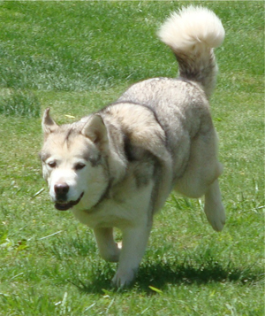 Hudsons Malamutes - Naala 