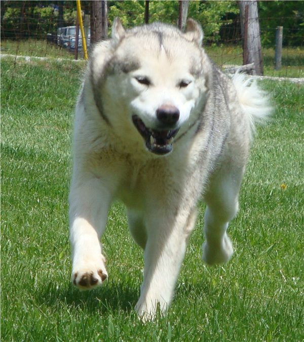 Hudsons Malamutes - Naala 