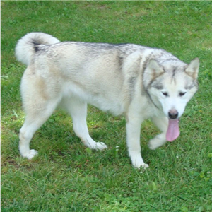 Hudsons Malamutes - Naala 