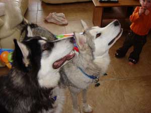 Hudsons Malamutes - Nanuq Sitku