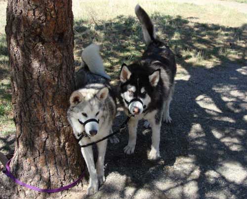 Hudsons Malamutes - Nanuq Sitku