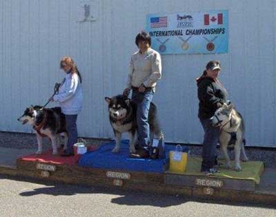 Hudsons Malamutes - Nikko