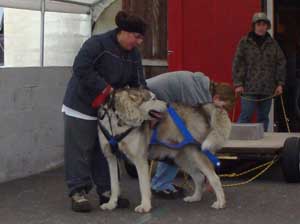 Hudsons Malamutes - Nikko