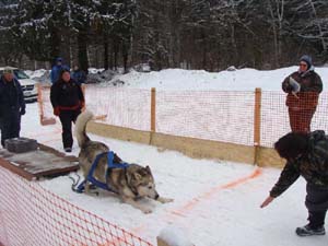 Hudsons Malamutes - Nikko