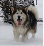 Hudsons Malamutes - Noah