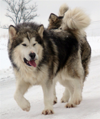 Hudsons Malamutes - Noah