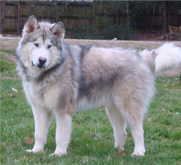 Hudsons Malamutes - Noah