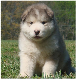 Hudsons Malamutes - Noah