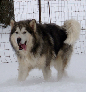 Hudsons Malamutes - Noah