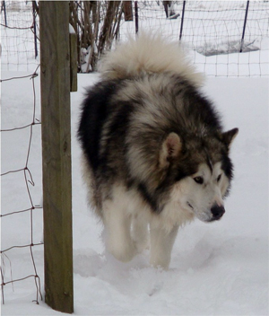 Hudsons Malamutes - Noah