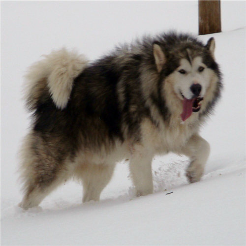 Hudsons Malamutes - Noah