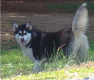 Hudsons Malamutes - Nuka