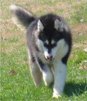 Hudsons Malamutes - Nuka