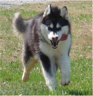 Hudsons Malamutes - Nuka