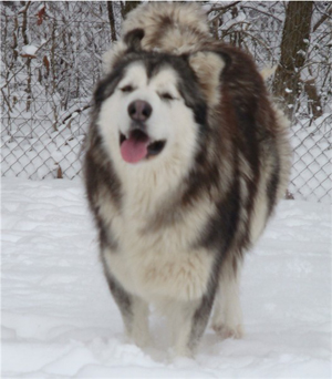 Hudsons Malamutes - Ohnee