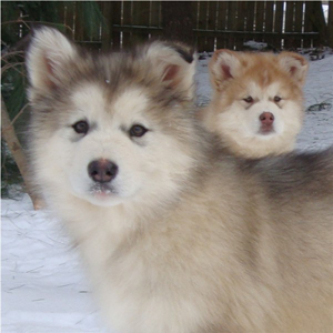 Hudsons Malamutes - Ohnee