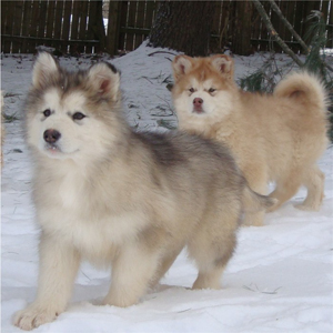 Hudsons Malamutes - Ohnee