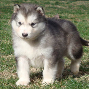 Hudsons Malamutes - Ohnee