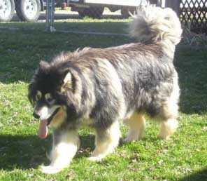 Hudsons Malamutes - Onyx - Max dad