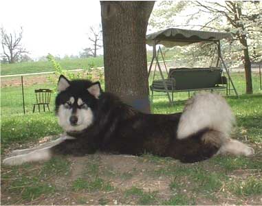 Hudsons Malamutes - Onyx