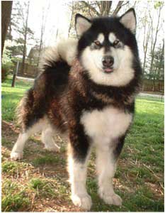 Hudsons Malamutes - Onyx