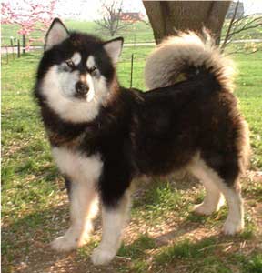 Hudsons Malamutes - Onyx