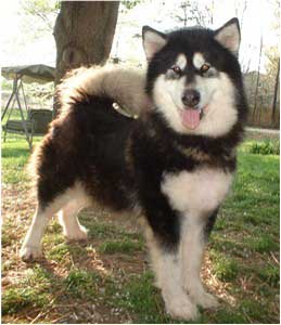 Hudsons Malamutes - Onyx