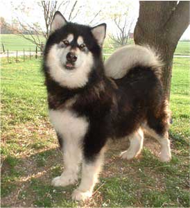 Hudsons Malamutes - Onyx