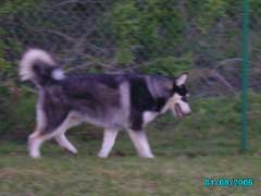 Hudons Malamutes - Panda
