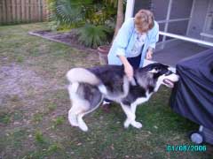 Hudons Malamutes - Panda