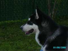 Hudons Malamutes - Panda
