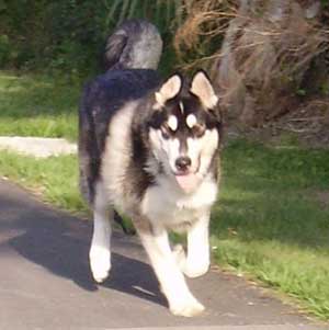 Hudons Malamutes - Panda