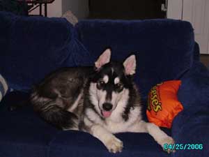 Hudons Malamutes - Panda