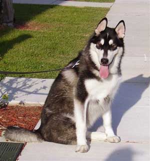 Hudons Malamutes - Panda