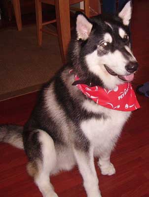 Hudons Malamutes - Panda