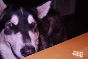 Hudons Malamutes - Panda