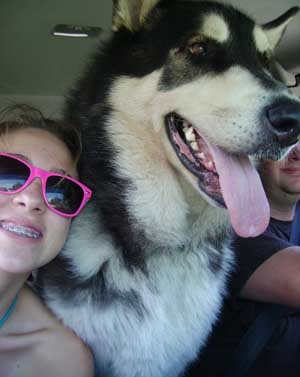 Hudons Malamutes - Panda
