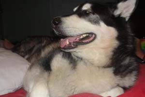 Hudons Malamutes - Panda