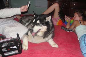Hudons Malamutes - Panda