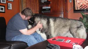 Hudons Malamutes - Panda