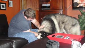 Hudons Malamutes - Panda